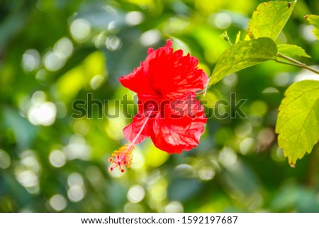 A red flower in the Manuel Antonio National Park. Costa Rica