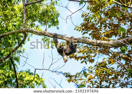 A sloth hung on a tree in the Manuel Antonio National Park. Costa Rica