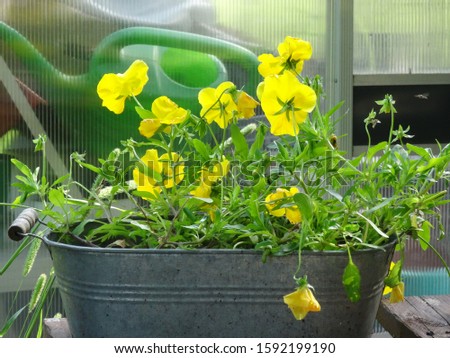 Yellow pansies at the garden
