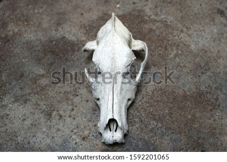 Real skull of a dog, a wolf or a canid, head part of a skeleton with a rough background - wallpaper picture from above, top view