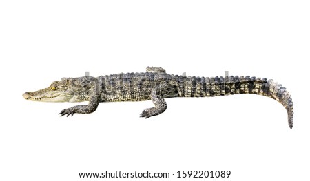 
Picture of crocodile on a white background, this picture has clipping path.
