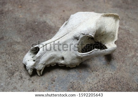 real skull of a dog or a wolf, bone head part of a skeleton with a rough background - dark wallpaper picture