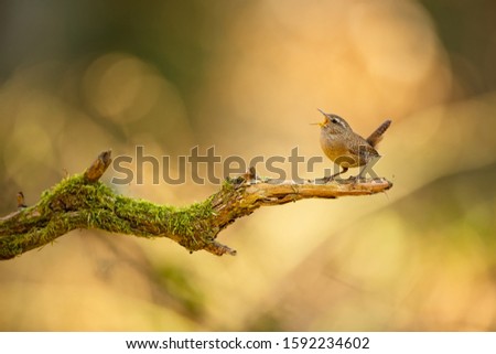 Troglodytes troglodytes. Wild nature. From the life of birds. Beautiful picture. Nature of the Czech Republic. Bird in the forest.