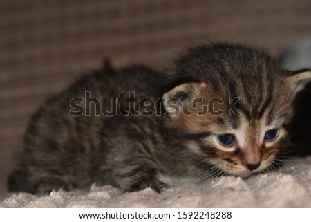 very small beautiful striped kitten