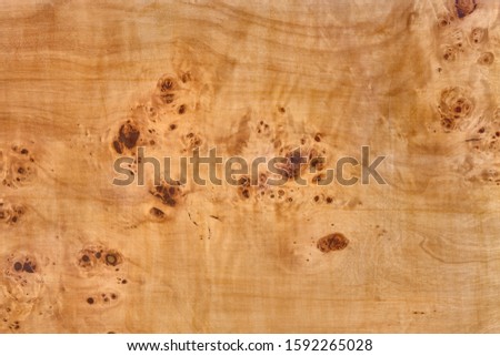 wooden board with poplar burl veneer - wood knot texture background burr 

 Royalty-Free Stock Photo #1592265028