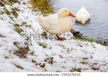 Ducks living in Ataturk Arboretum, Istanbul, Turkey. Winter forest covered with snow. New Year`s landscape. Fabulous trees in snowdrifts. Dramatic wintry scene. 