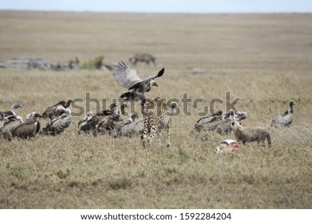 The cheetah chasing away the vultures from its kill 