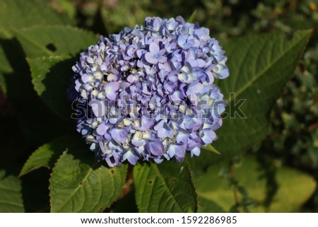Hydrangea flower. Blue hydrangea flower background close up. A flower of a hydrangea.