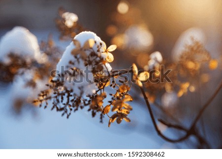 broken tree branch with leaves in backlight with snow, sunlight and bokeh background