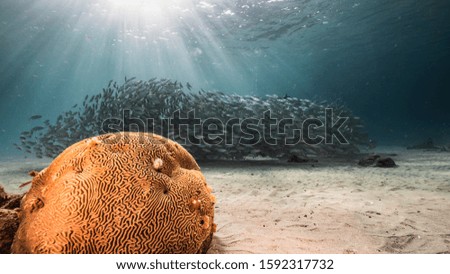 Bait ball / school of fish and coral in shallow water of coral reef in Caribbean