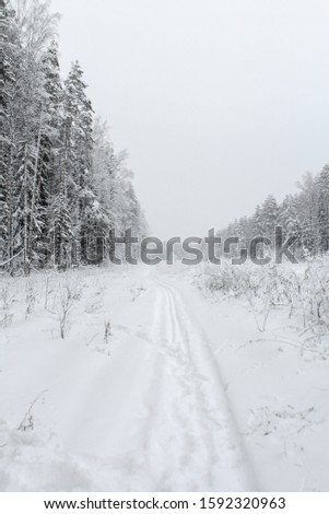 winter landscape. snow-covered forest and the road going into the distance. the concept of enjoying nature and healthy walks in the fresh air