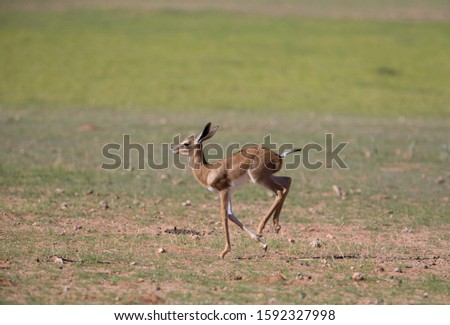 Springbok (Antidorcas marsupialis) - Lamb,  Kgalagadi Transfrontier Park in rainy season, Kalahari Desert, South Africa/Botswana