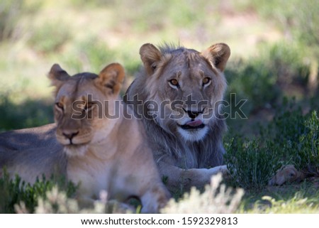 African lion (Panthera leo) - Young male and female,  Kgalagadi Transfrontier Park, Kalahari desert, South Africa/Botswana