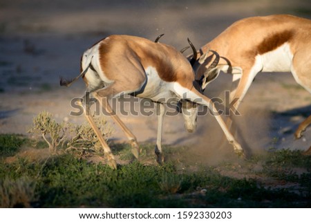 Springbok (Antidorcas marsupialis), fighting, Kgalagadi Transfrontier Park in rainy season, Kalahari Desert, South Africa/Botswana