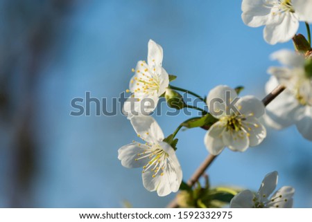 Beautiful cherry tree flowers close-up on a sunny spring day