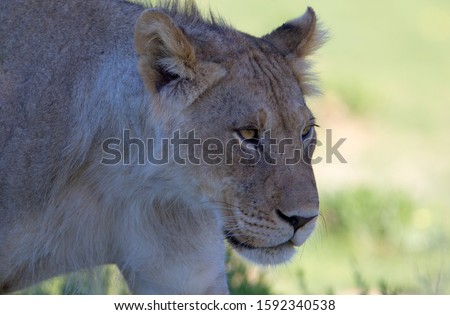 African lion (Panthera leo) -young male,  Kgalagadi Transfrontier Park, Kalahari desert, South Africa/Botswana