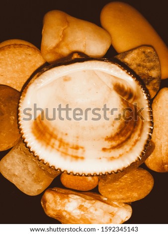 photo of sea shell and sea stones