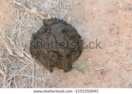  Cow dung or manure. Indians use it as fuel, antiboitic and for other pusposes.