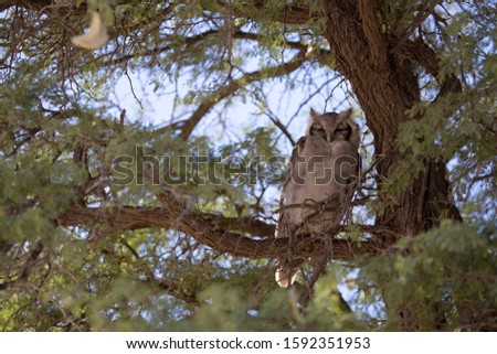Verreaux´s Eagle-Owl (Bubo lacteus), Kalahari desert, Kgalagadi Transfrontier Park, South Africa.
