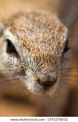Ground squirrel (Xerus inauris), Kgalagadi Transfrontier Park, Kalahari desert, South Africa.