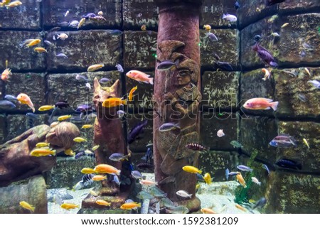 Underwater picture, colorful fish swim near ancient Egyptian sculptures