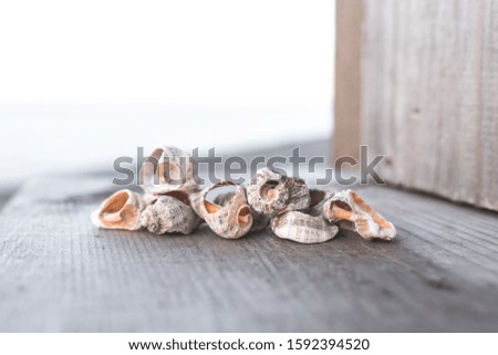 Beautiful seashells on the seashore. In light shades. Marine theme suitable for background.