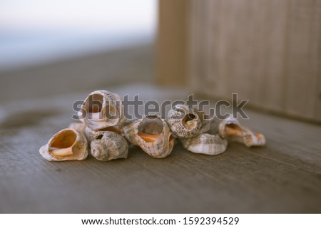 Beautiful seashells on the seashore. In light shades. Marine theme suitable for background.