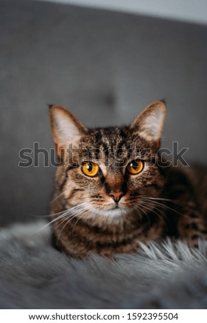 Portrait of beautiful brown striped cat with yellow eyes. Cat from shelter sitting on the gray fur litter 