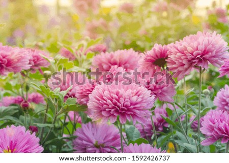 Pink chrysanthemums flowers in sunset warm light on a flower bed