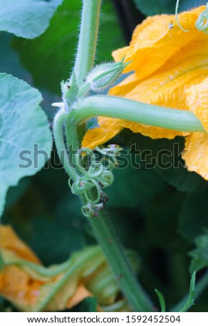Dissolved yellow pumpkin bouton and its leaves