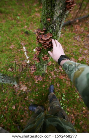 Mushroom picker picks mushrooms from a tree. Arm and legs are visible on a background of green and black moss. first person view.