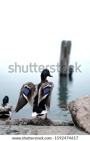 duck sitting in lake garda