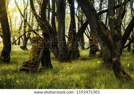 Green oriental sweetgum forest, Liquidambar orientalis, endemic to Turkey, Marmaris, Mugla