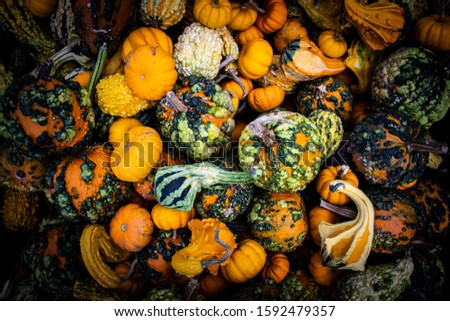 Pumpmking natural halloween thanksgiving orange