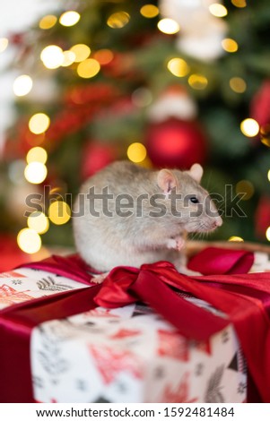 a rat sits on a gift under a Christmas tree