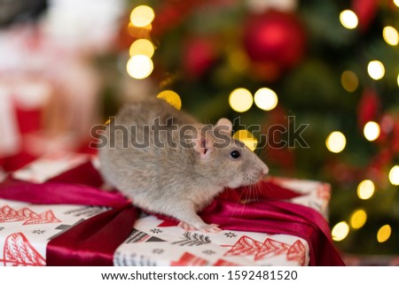 a rat sits on a gift under a Christmas tree