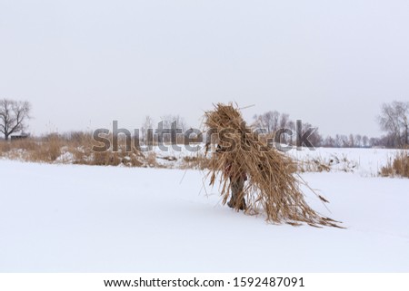 Winter. A man walks through the snow carrying a huge pack of dry reeds on his back.
