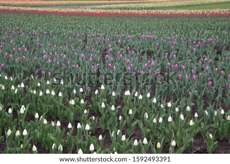 Tulip flower field in Hokkaido, Japan
