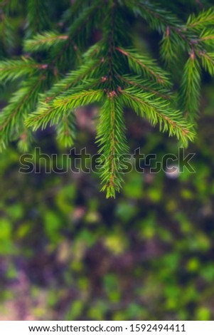 Bright green spruce tree branch on blurry background. Vertical natural forest background for Christmas and New Year design
