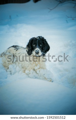 dog ,hunting breed ,playing in the white snow in the winter