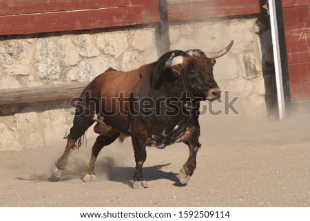 great typical spanish brown bull Royalty-Free Stock Photo #1592509114