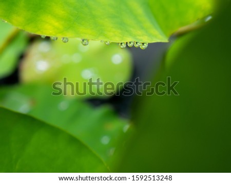 The Water Drops on The Edge of Lotus Worship Leaf in The Pool