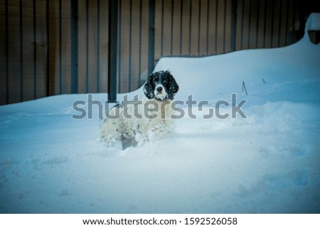 dog playing in the snow
