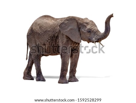 Cute young baby African elephant standing facing side raising trunk. Extracted on a transparent background