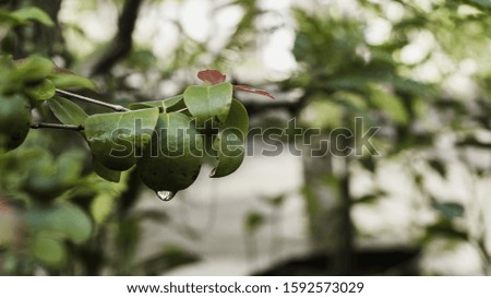 green, water, leaf, rain, nature