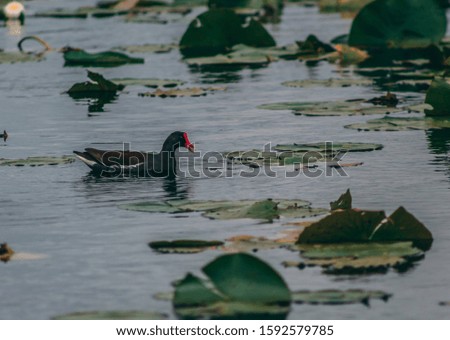 Muscovy Duck taking a swim in the Marsh