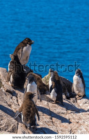 rock-hopper penguin colony on the Falkland Islands near Stanley