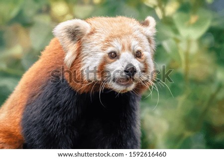Wild red Panda with open mouth in nature. Blurred green background