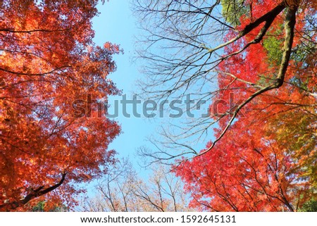 Red leaves of maple with blue sky background