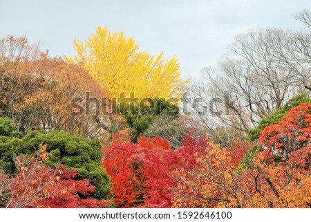 Yellow leaves of ginkgo and Red leaves of maple with blue sky background